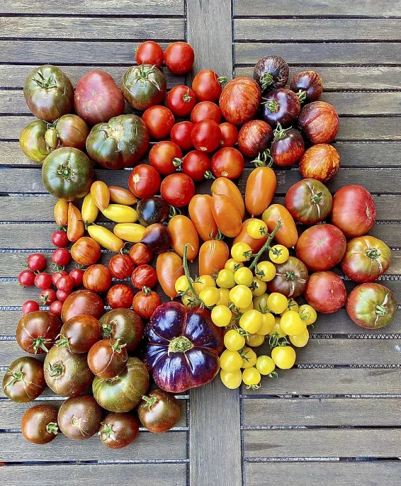 Framed Print : Assorted Colourful Tomatoes Print Framed Print : Assorted Colourful Tomatoes Print