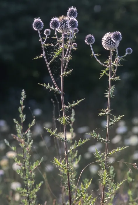 Framed Print : Globe-Thistle Print (Asteraceae) - Echinops sphaerocephalus Framed Print : Globe-Thistle Print (Asteraceae) - Echinops sphaerocephalus