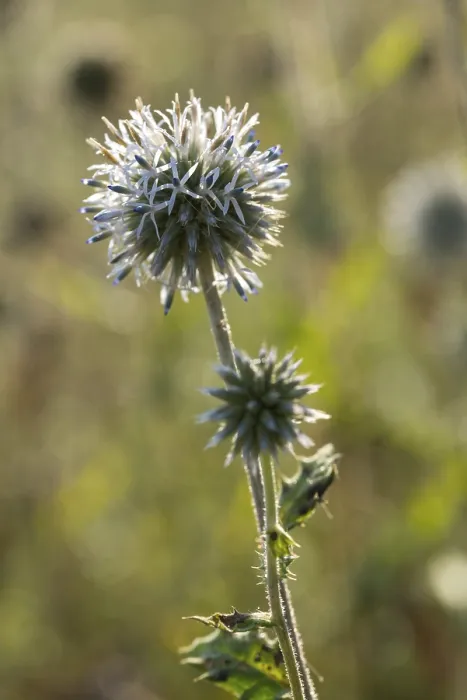 Framed Print : Globe-Thistle Print (Echinops sphaerocephalus) Framed Print : Globe-Thistle Print (Echinops sphaerocephalus)