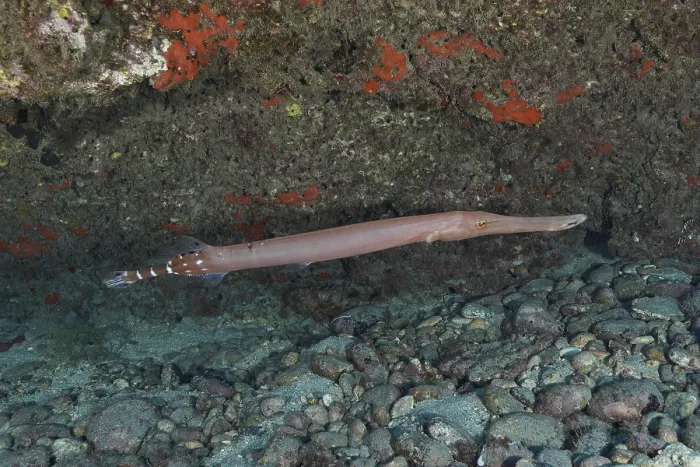 Framed Print : An Atlantic Cornetfish Swims Along a Rocky Seabed Print Framed Print : An Atlantic Cornetfish Swims Along a Rocky Seabed Print