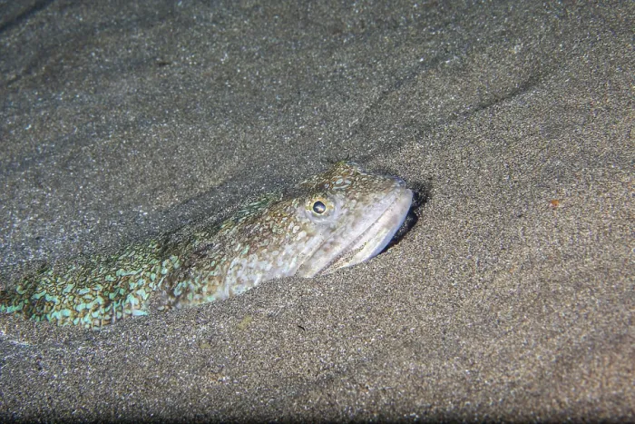 Framed Print : Atlantic Lizardfish Print, Lanzarote, Canary Islands Framed Print : Atlantic Lizardfish Print, Lanzarote, Canary Islands