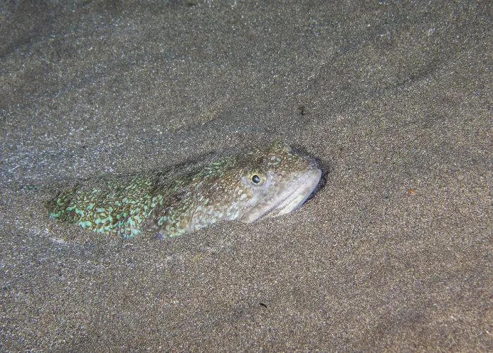 Framed Print : Atlantic Lizardfish Print, Canary Islands Framed Print : Atlantic Lizardfish Print, Canary Islands