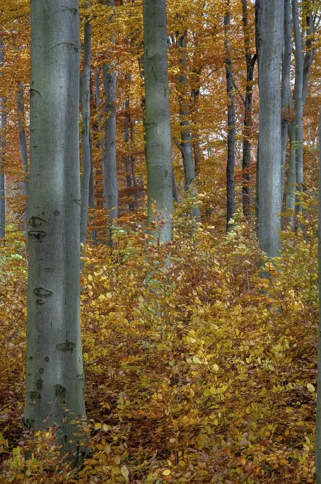 Framed Print : Autumn Landscape Print: Beech Forest in Portrait Framed Print : Autumn Landscape Print: Beech Forest in Portrait