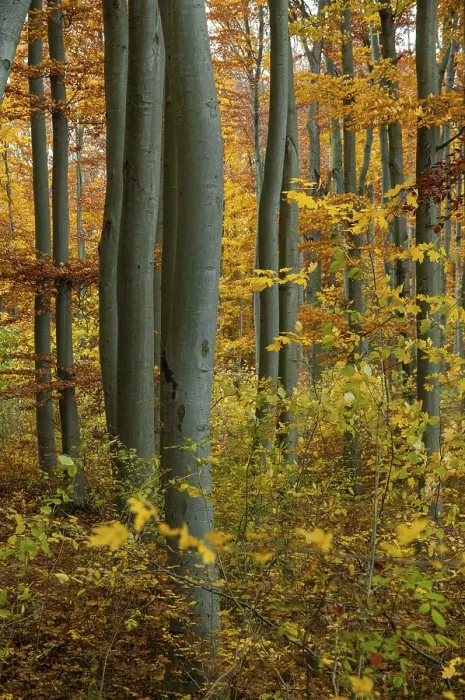 Framed Print : Autumn Landscape Print: Beech Forest Atmosphere Framed Print : Autumn Landscape Print: Beech Forest Atmosphere