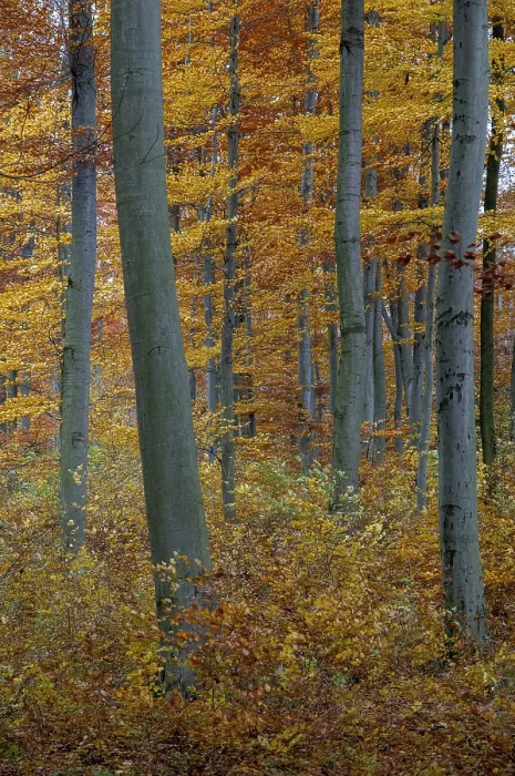 Framed Print : Autumn Landscape Print: Beech Forest Scene