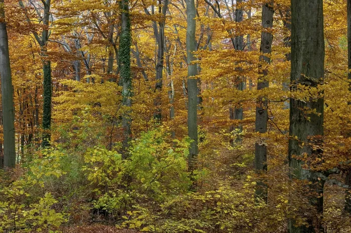 Framed Print : Autumn Landscape Print - Beech Forest Scene Framed Print : Autumn Landscape Print - Beech Forest Scene