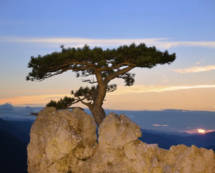 Framed Print : Austrian Pine on Rocky Terrain Print, Lower Austria Framed Print : Austrian Pine on Rocky Terrain Print, Lower Austria