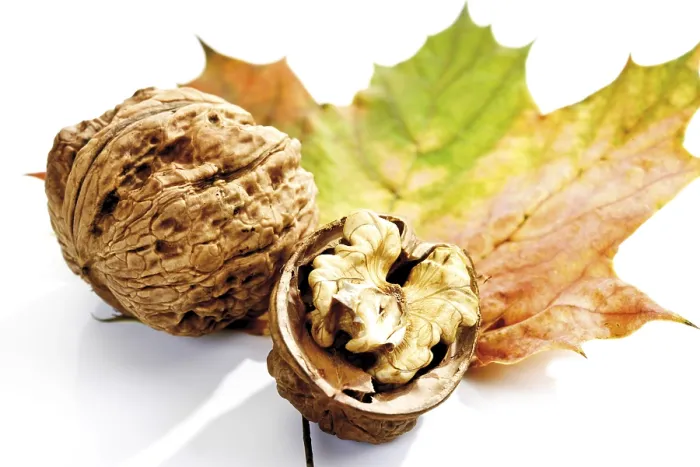 Framed Print : Autumn Foliage Print: Maple Leaf and Walnuts