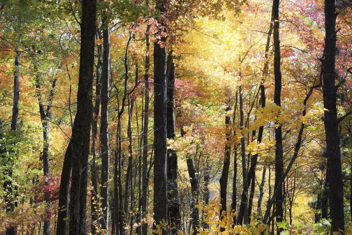 Framed Print : Autumn Forest Print Framed Print : Autumn Forest Print