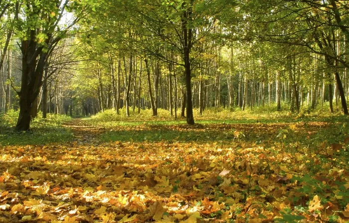 Framed Print : Autumn Forest Path Print Framed Print : Autumn Forest Path Print