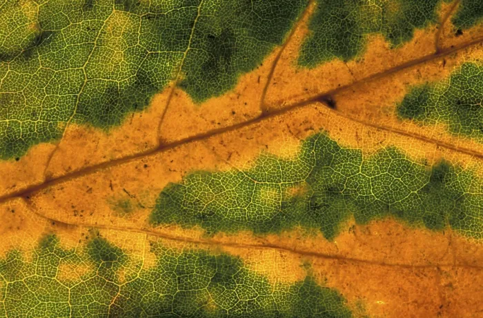 Framed Print : Autumn Leaf Print Framed Print : Autumn Leaf Print