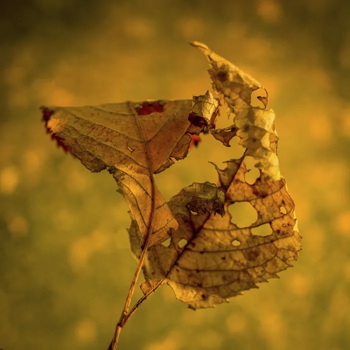 Framed Print : Autumn Leaf Print, Vibrant Colors Framed Print : Autumn Leaf Print, Vibrant Colors