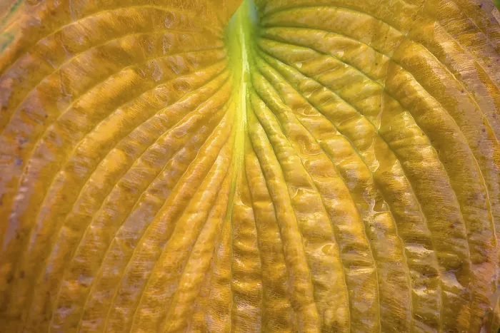 Framed Print : Detail of the Autumn Leaf of a Hosta Print, Bavaria, Germany Framed Print : Detail of the Autumn Leaf of a Hosta Print, Bavaria, Germany