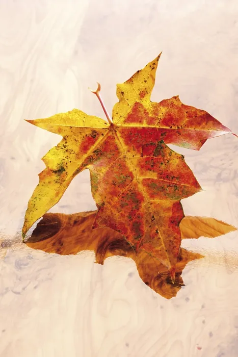 Framed Print : Print of Autumn Leaf, Maple (Acer) Framed Print : Print of Autumn Leaf, Maple (Acer)