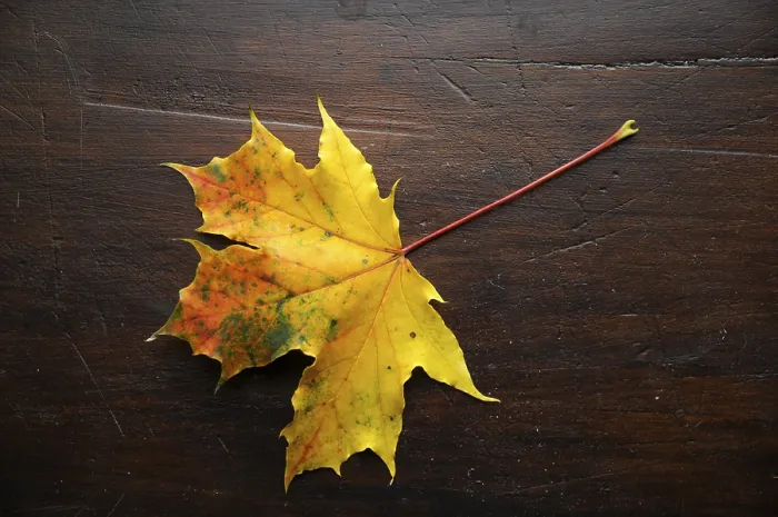 Framed Print : Autumn Maple Leaf Print in Vibrant Colors Framed Print : Autumn Maple Leaf Print in Vibrant Colors