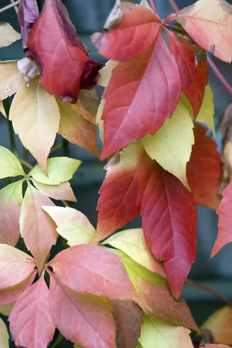 Framed Print : Autumn Leaf Print: Vibrant Colors Framed Print : Autumn Leaf Print: Vibrant Colors