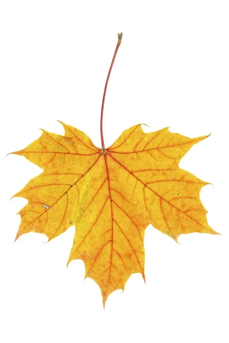 Framed Print : Autumn Maple Leaf Print on White Background Framed Print : Autumn Maple Leaf Print on White Background