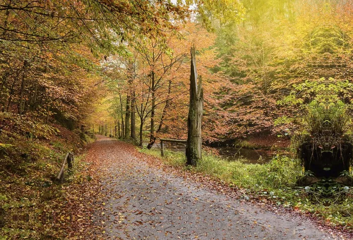 Framed Print : Autumn Path Print: Trees and Riverbank Framed Print : Autumn Path Print: Trees and Riverbank