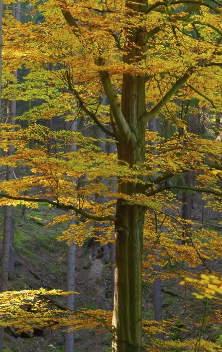 Framed Print : Beech Forest in Autumn Print Framed Print : Beech Forest in Autumn Print