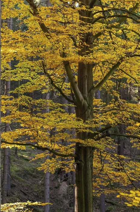Framed Print : Autumn Beech Forest Print in Portrait Landscape Framed Print : Autumn Beech Forest Print in Portrait Landscape