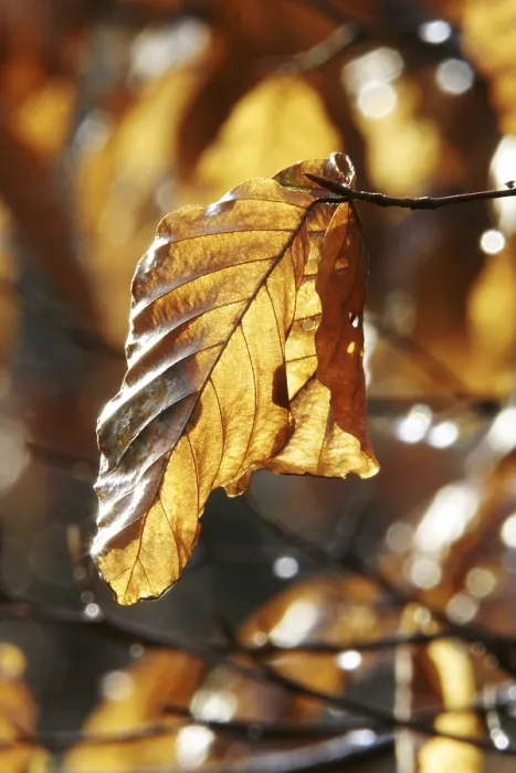 Framed Print : Autumnal Colored Beech Leaves Print Framed Print : Autumnal Colored Beech Leaves Print