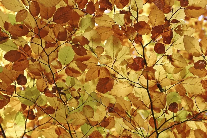 Framed Print : Autumnal Colored Beech Leaves Print Framed Print : Autumnal Colored Beech Leaves Print
