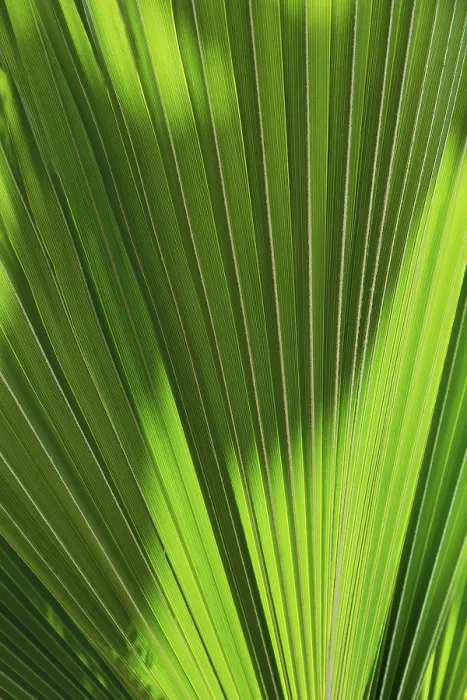 Framed Print : Palm Tree Leaf Background Texture Print Framed Print : Palm Tree Leaf Background Texture Print