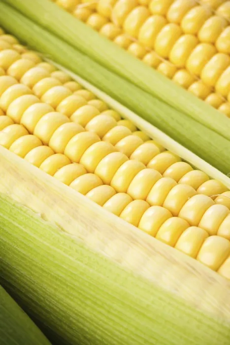 Framed Print : Corn Cob Background Print Framed Print : Corn Cob Background Print