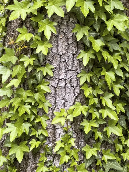 Framed Print : Ivy Overgrows Tree Bark Print Framed Print : Ivy Overgrows Tree Bark Print