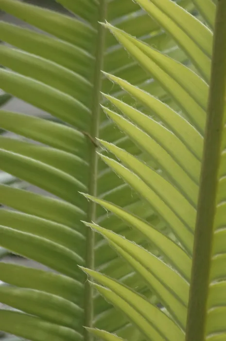 Framed Print : Print of Overlapping Palm Leaves Background Framed Print : Print of Overlapping Palm Leaves Background
