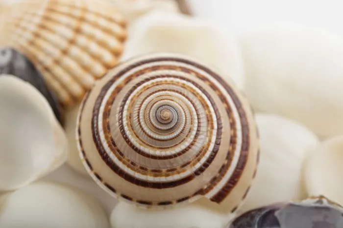 Framed Print : Background from a Sea Shells Print Framed Print : Background from a Sea Shells Print