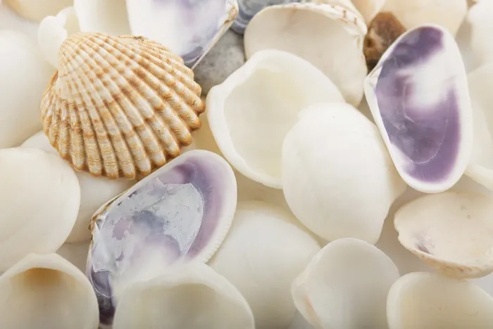 Framed Print : Background from a Sea Shells Print