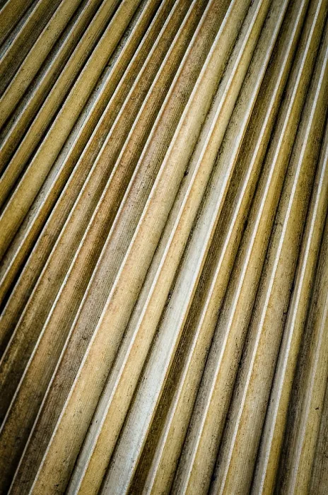 Framed Print : Background Texture Of Old Palm Tree Leaf Print Framed Print : Background Texture Of Old Palm Tree Leaf Print