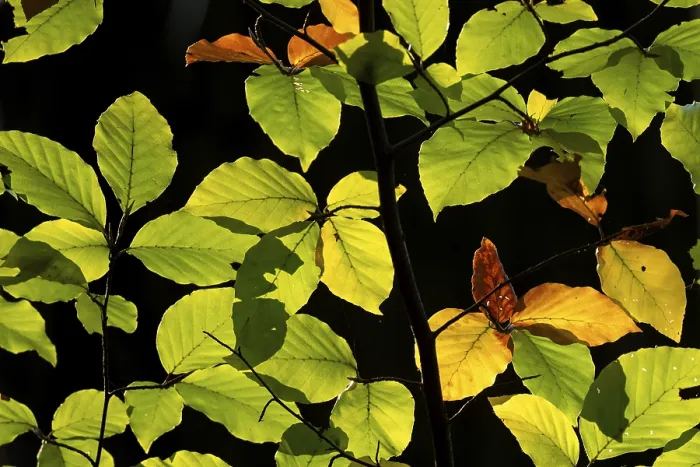 Framed Print : Backlit Beech Leaves Print, Stuttgart, Germany Framed Print : Backlit Beech Leaves Print, Stuttgart, Germany