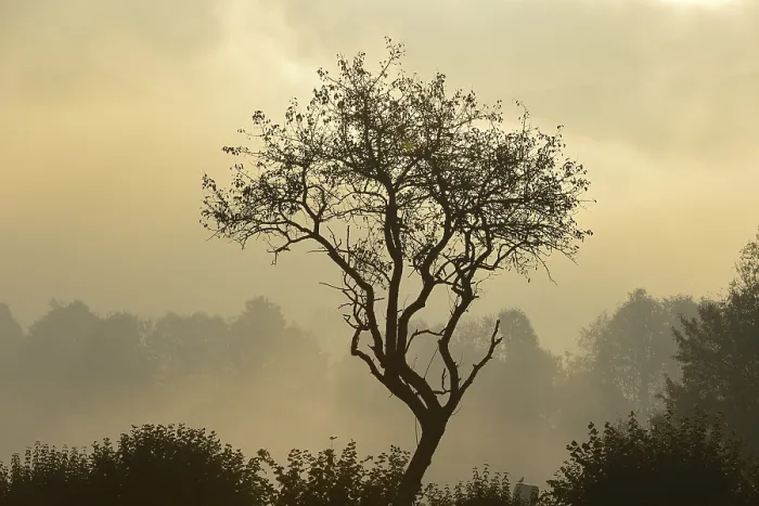 Framed Print : Backlit Tree Print, Triestingtal Valley, Austria Framed Print : Backlit Tree Print, Triestingtal Valley, Austria