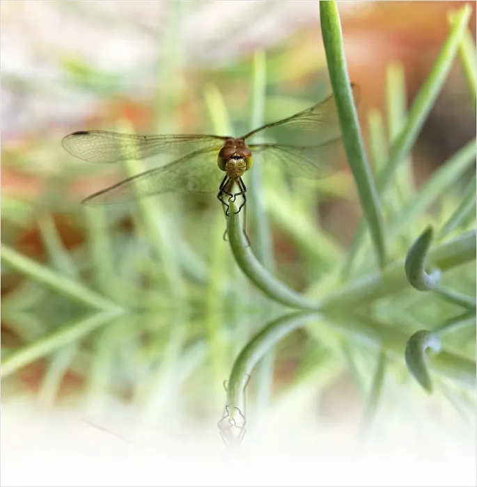 Framed Print : Balance Balance Print by ImageBROKER Framed Print : Balance Balance Print by ImageBROKER