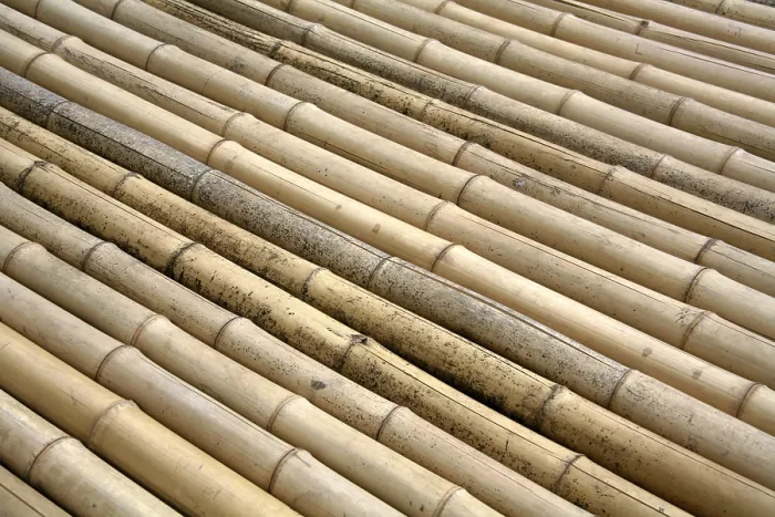 Framed Print : Bamboo Bamboo Print - Tropical Landscape