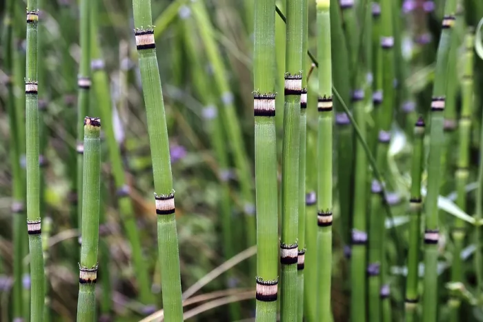 Framed Print : Bamboo Bamboo Print Framed Print : Bamboo Bamboo Print