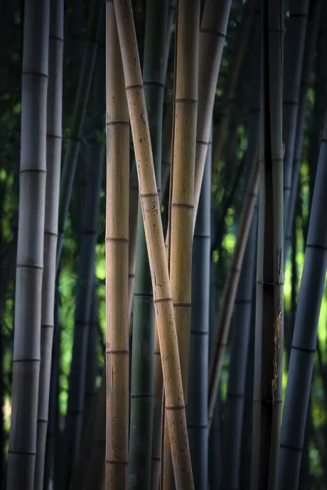 Framed Print : Bamboo Forest Print - Dense Canopy Framed Print : Bamboo Forest Print - Dense Canopy