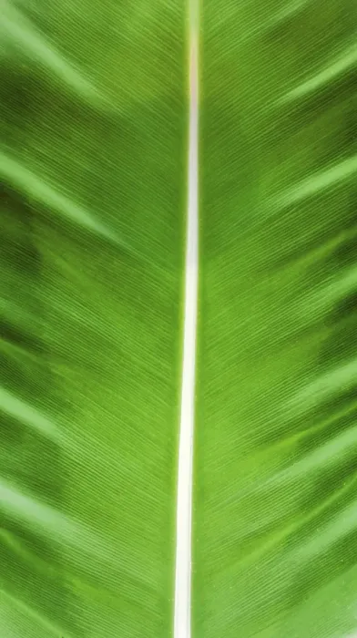 Framed Print : Banana Leaf Print Framed Print : Banana Leaf Print