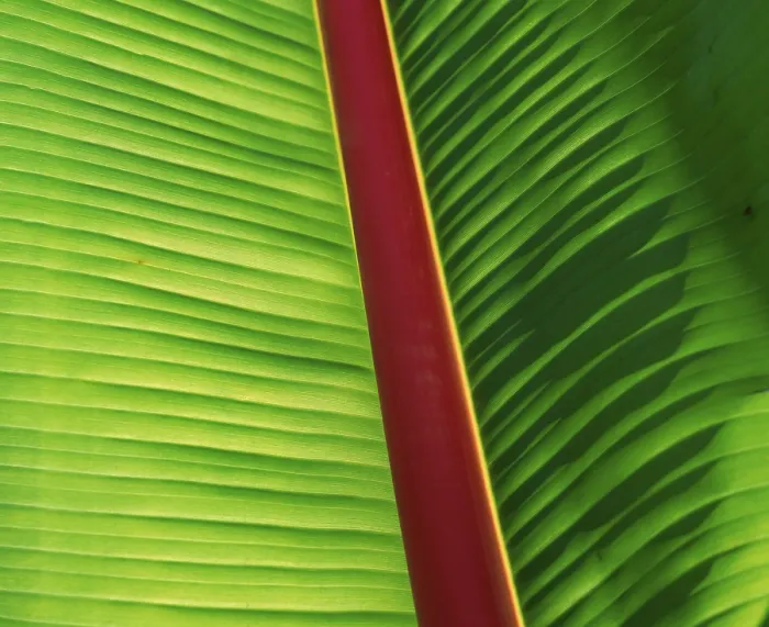 Framed Print : Banana Leaf Print Framed Print : Banana Leaf Print