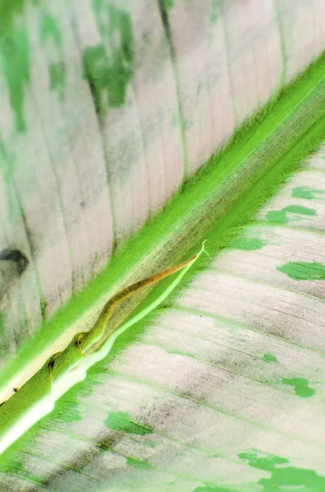 Framed Print : Macro Print of Banana Leaf Framed Print : Macro Print of Banana Leaf