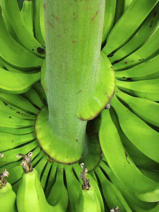 Framed Print : Banana Tree on a Tree Print Framed Print : Banana Tree on a Tree Print