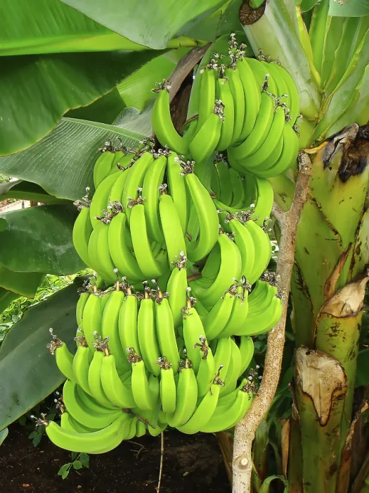 Framed Print : Banana Tree Print: Unique Tree on a Banana Tree