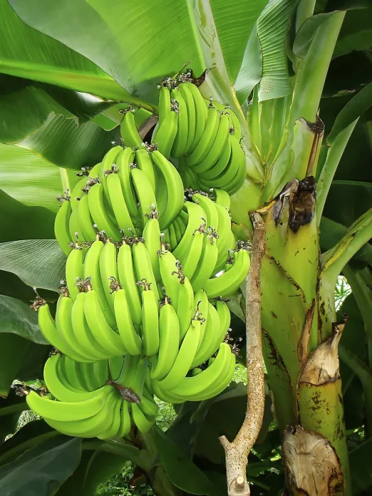 Framed Print : Banana Tree on a Tree Print