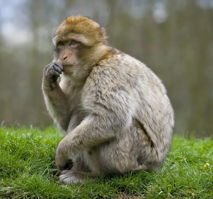 Framed Print : Barbary Macaque Print, Monkey Forest, Trentham, England