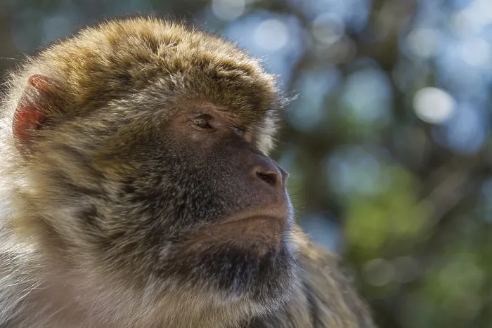 Framed Print : Barbary Macaque Print - Gibraltar Framed Print : Barbary Macaque Print - Gibraltar