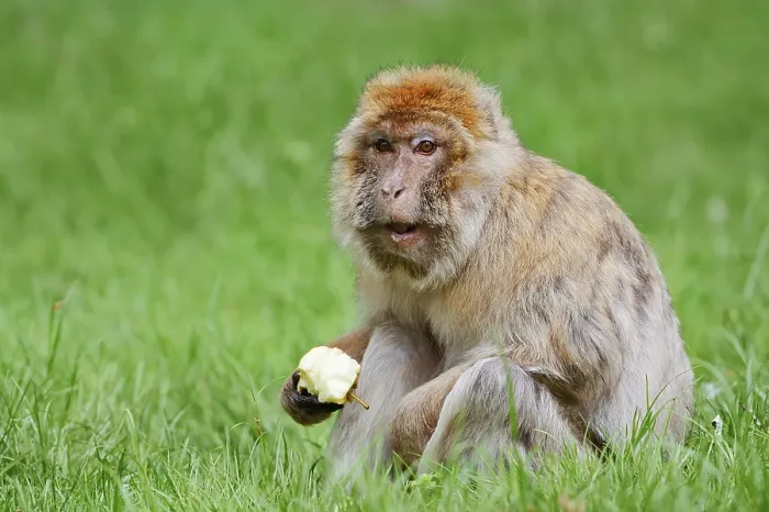 Framed Print : Barbary Macaque Print - Morocco, Algeria and Gibraltar Framed Print : Barbary Macaque Print - Morocco, Algeria and Gibraltar