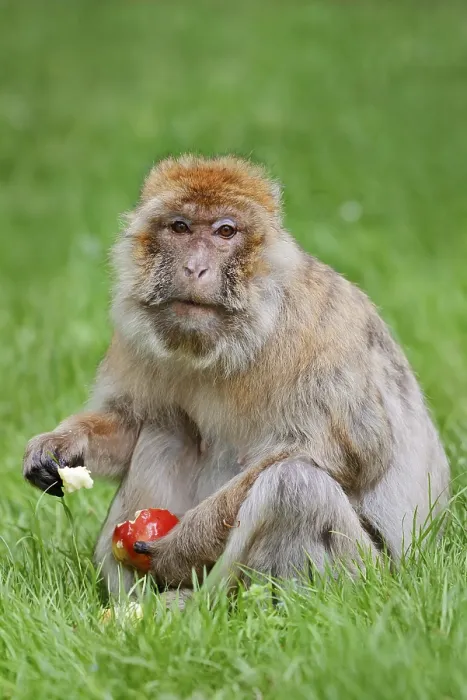 Framed Print : Barbary Macaque Print - Female in Moroccan Meadow Framed Print : Barbary Macaque Print - Female in Moroccan Meadow