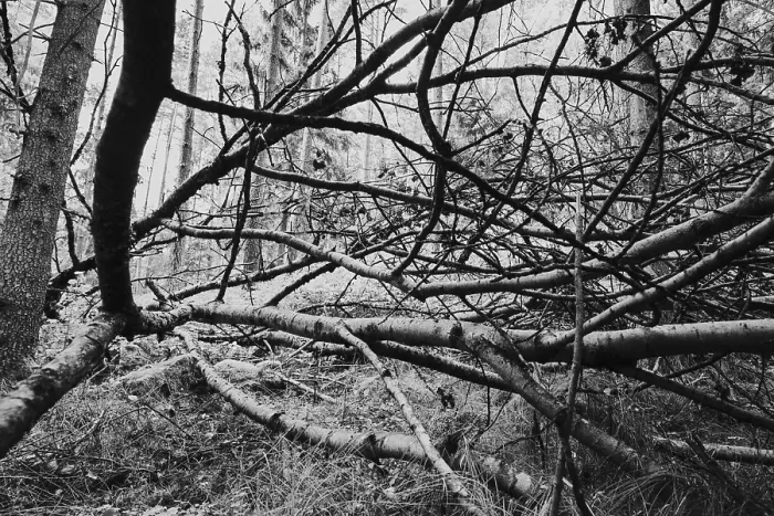 Framed Print : Bare Branches Print, Black and White Close-Up Framed Print : Bare Branches Print, Black and White Close-Up